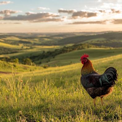 Coxas de Frango Assadas com Ervas: Uma Receita Simples e Saborosa